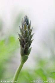 薰衣草花序微距摄影