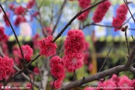 桃花摄影
