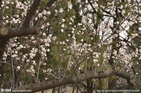 天坛杏花枝
