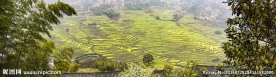 婺源油菜花