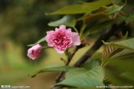 红樱花
