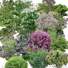 植物花卉分层素材