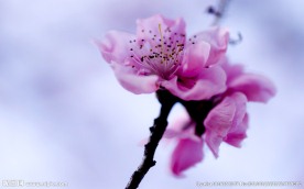 春天桃花