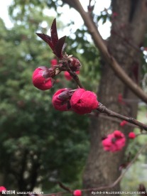 一枝红梅
