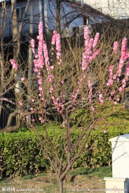 桃花枝