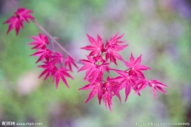 红枫 红枫叶 春天