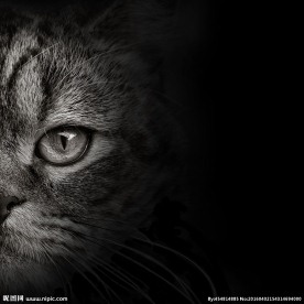 可爱小猫