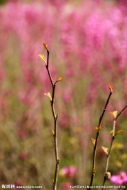 春芽