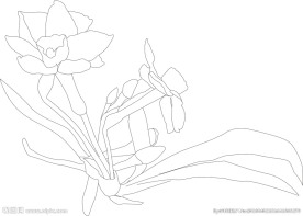 线描水仙