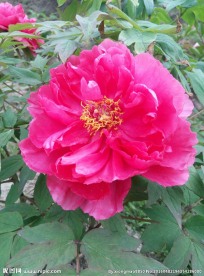 牡丹花