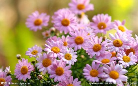 粉色雏菊