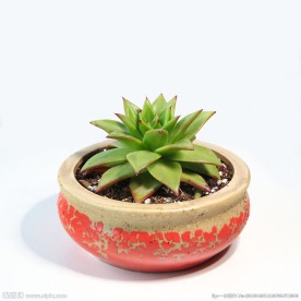 花盆