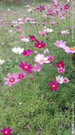 格桑花