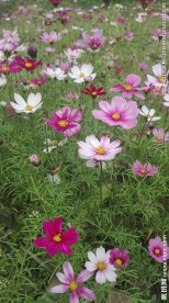 格桑花