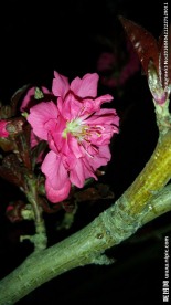 烂漫樱花