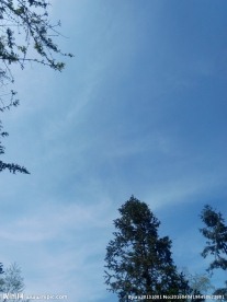 蓝天大树
