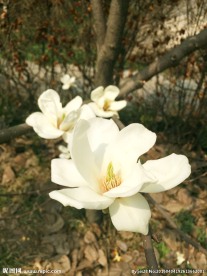 玉兰花