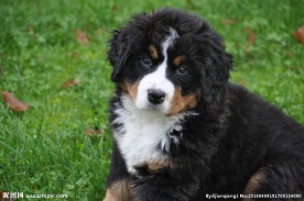 草地宠物狗狗图片