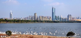 天鹅湖