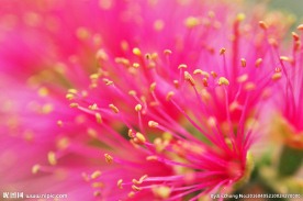 花蕊