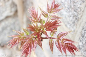 香椿芽