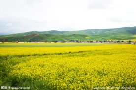 门源油菜花