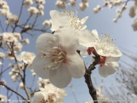 白桃花