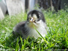 小鸡仔图片