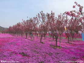 紫色花丛