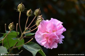 芙蓉花