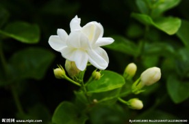 茉莉花