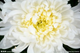 白菊花