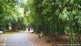 桔子洲公园竹园