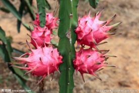 四个成熟的红龙果