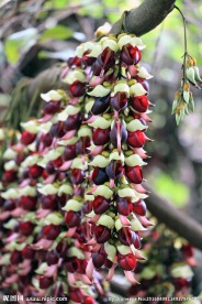 禾雀花