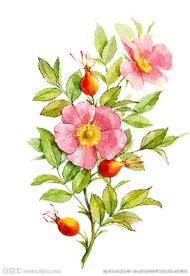 手绘花