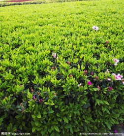 花圃