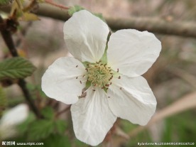 野草莓花