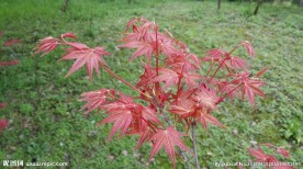 红枫叶 红枫