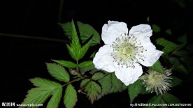 刺梨子花