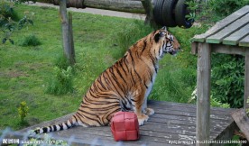 野生濒危老虎图片