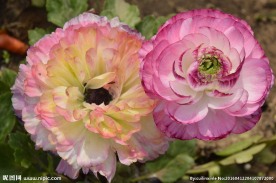 花毛茛