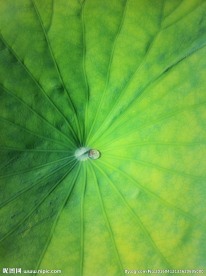 翠绿的荷叶