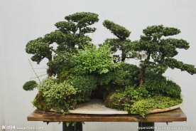 盘景