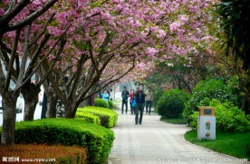 樱花烂漫