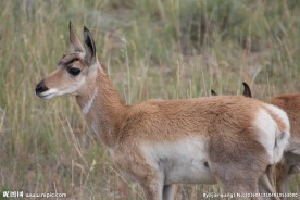 叉角羚图片