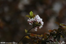 白色海棠花