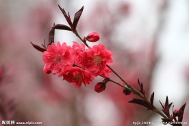 一枝红色山桃花
