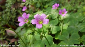 四叶草花