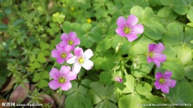 四叶草花